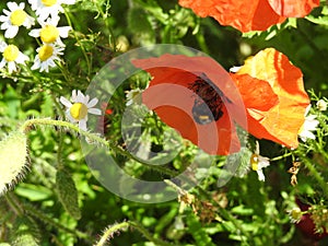 Wild red poppies with a bee