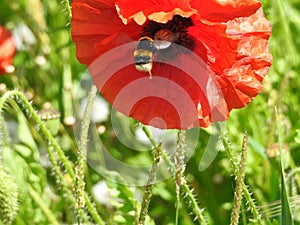 Wild red poppies with a bee