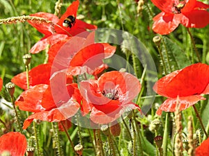 Wild red poppies with a bee