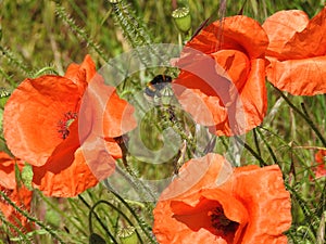 Wild red poppies with a bee