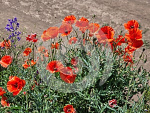 wild red poppies blooming on the field