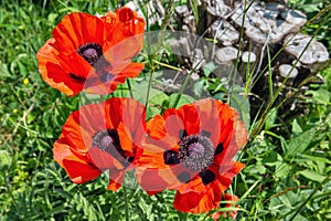wild red poppies blooming on the field