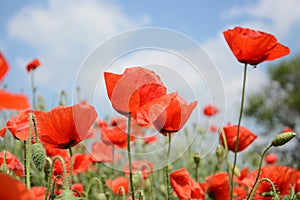 Wild red poppies blooming in the spring in the meadow on a background of blue sky with clouds, for advertising, banner, copyspace