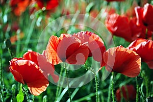 Wild red poppies on bright sunny day
