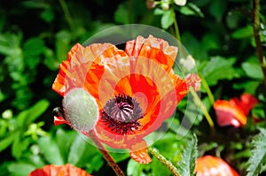 Wild red poppies on bright sunny day