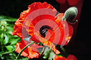 Wild red poppies on bright sunny day