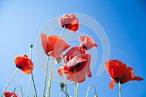 Wild red poppies flowers against blue sky