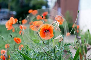 Wild red poppies in the grass. Slovakia