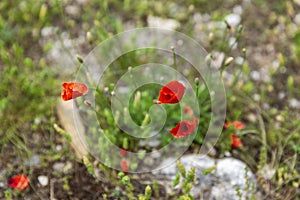 Wild red poppies in a green field on a sunny day