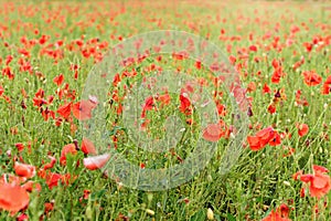 Wild red poppies growing in green field of unripe wheat