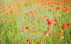 Wild red poppies growing in green field of unripe wheat, shallow depth of field photo