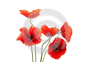 Wild red poppies isolated on white background.