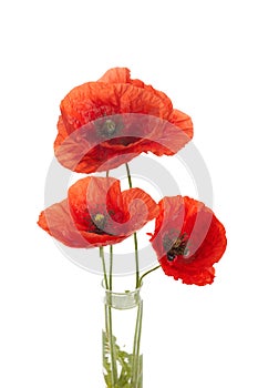 Wild red poppies isolated on white background.