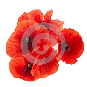 Wild red poppies isolated on white background.