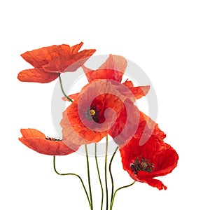 Wild red poppies isolated on white background.