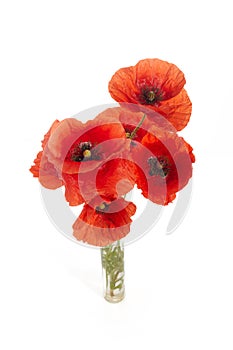 Wild red poppies isolated on white background.