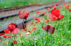 Wild red poppies near railway