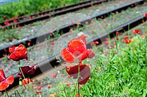 Wild red poppies near railway