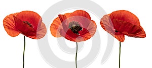 Wild red poppies in a row. Isolated on white background. Front view. Full depth of field