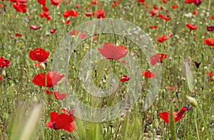 Wild red poppies in springtime