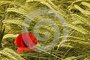 Wild red Poppy in a field of wheat