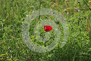 Wild red  poppy flower.