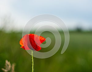 Wild red poppy flower on the field