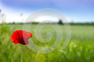 Wild red poppy flower on the field