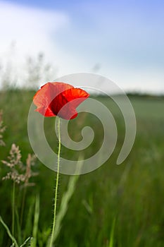 Wild red poppy flower on the field