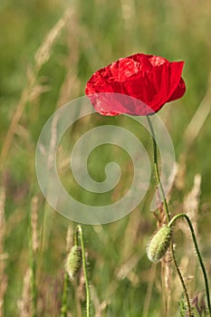 Wild red poppy flower in a green field