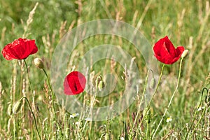 Wild red poppy flower in a green field