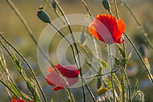 Wild red poppy flowers on sunset. Close up view. Agricultural concept