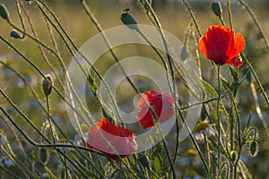 Wild red poppy flowers on sunset. Close up view. Agricultural concept