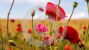 Wild red poppy on the green field with wheat.