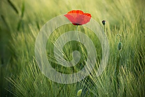 Wild Red Poppy, Shot With A Shallow Depth Of Focus, On A Green Wheat Field In The Sun. Lonely Red Poppy Close-Up Among Wheat. Pict
