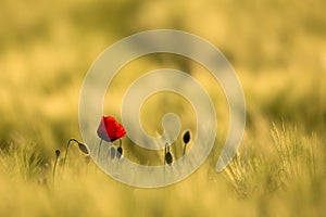 Wild Red Poppy, Shot With A Shallow Depth Of Focus, On A Yellow Wheat Field