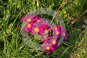 Wild red primrose growing in the grass, primula