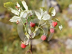 Wild red raspberries on a shrub in a forest