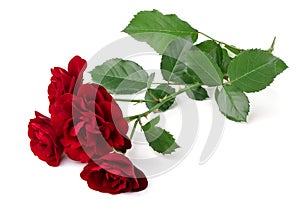 Wild red rose