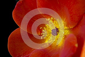 Wild red rose with black background