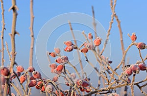 Wild red rose hips grow on a bare bush in winter and are covered in hoar frost against a blue sky in winter