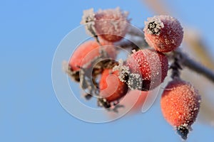 Wild red rose hips grow on a bare bush in winter and are covered in hoar frost against a blue sky in winter