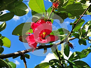 Wild red rose in nature