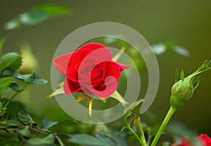 Wild Red Rose during Spring Season