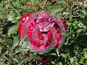 Wild red roses, beutifull flowers photo