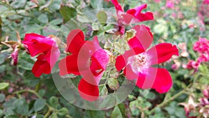 Wild red Roses - flower power photo