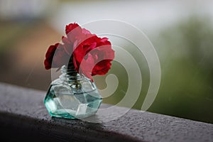 Wild red roses in glass vase with rain drops