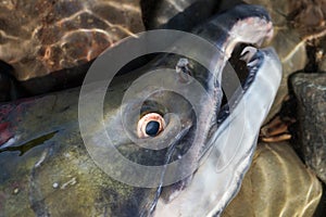 Wild red salmon fish Sockeye Salmon Oncorhynchus nerka. Pacific salmon red color during spawning. Close-up view of fish