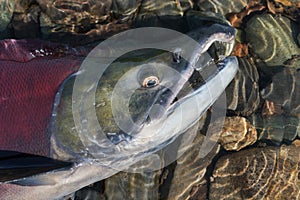 Wild red salmon fish Sockeye Salmon Oncorhynchus nerka swimming in shallow water in river. Pacific salmon red color