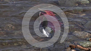 Wild red salmon fish swimming in shallow water, splashing during spawning